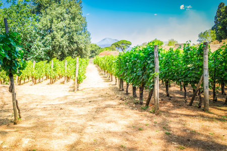 vineyard green rows with Vesuvius volcan of Pompeii, Italyの写真素材