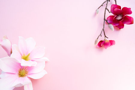 Blooming magenta magnolia tree branch with flowers against pink backgroundの写真素材