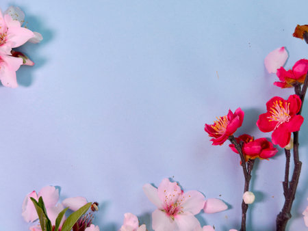 spring almond tree blossoming flowers over blue background with copy spaceの写真素材