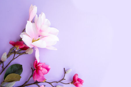 Blooming pink magnolia tree branch with flowers against violet backgroundの写真素材