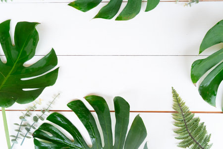 Tropical leaves over white wooden background, summer vacational backgroundの写真素材