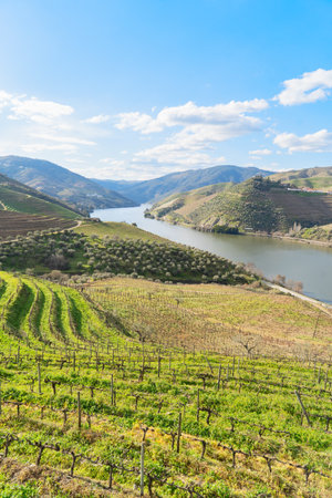 Douro wine valley with wineyards, Portugalの写真素材