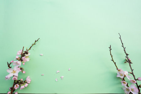 spring cherry and almond tree blossoming flowers over pale green background with copy spaceの写真素材