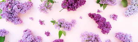 Fresh lilac flowers boder over pink background flat lay floral compositionの写真素材