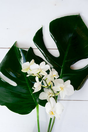 Summer flat lay scenery with tropical leaves on white backgroundの写真素材