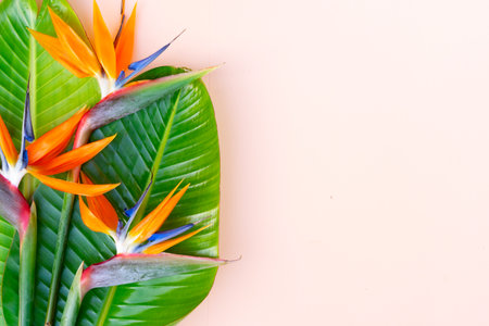 Summer flat lay scenery with tropical leaves and strelizia flower close up on pink background with copy spaceの写真素材