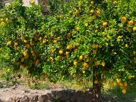 Lemon tree in fruit garden, Soller tradiotional fruit gardensの写真素材