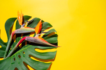 tropical leaves greenery with green leaves and strelizia flowers over bright yellow backgroundの写真素材