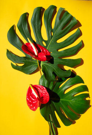 tropical leaves greenery with green leaves and red anthurium flowers over bright yellow backgroundの写真素材