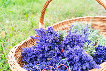 Lavender fresh bouquets for sale at outdoor stand in basketの写真素材