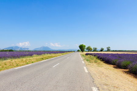 view of country road at summer day, Provence, Franceの写真素材