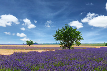 Lavender field and tree with summer dark blue sky, France, retro tonedの写真素材