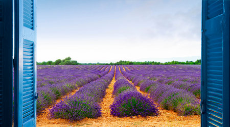 Lavender field rows with summer blue sky through wooden shutters, Franceの写真素材