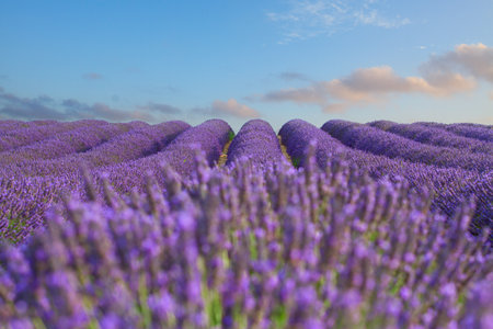 Lavender fresh flowers field with summer blue and pink sunrise sky, Provence, France