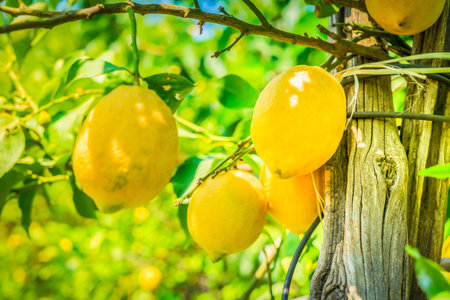 hanging Lemon Fruits in Lemon garden of Sorrento at summerの写真素材