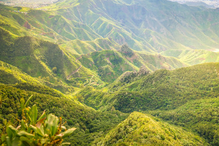 Wild nature of Anaga relict forest, Tenerife, Spain