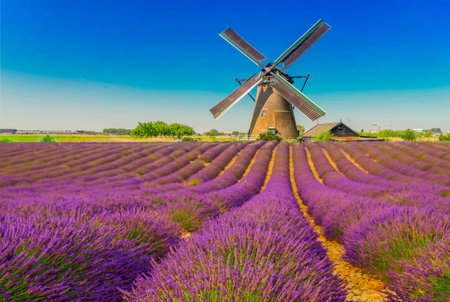 Lavender blooming field hill with summer blue sky, windmill in background, Franceの写真素材