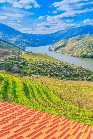 Douro wine valley with wineyards, Portugal, Unesco world heritage siteの写真素材