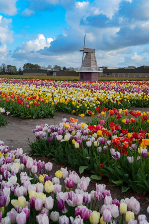 one dutch windmill over tulip flowers field in sunny day, Netherlandsの写真素材