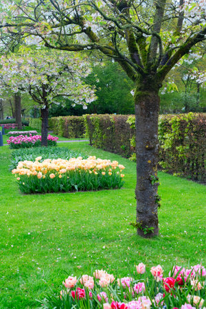 Colorful growing tulips flowerbed and blooming tree in spring formal gardenの写真素材