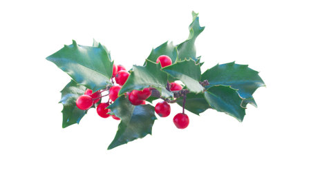 Holly branchの写真素材