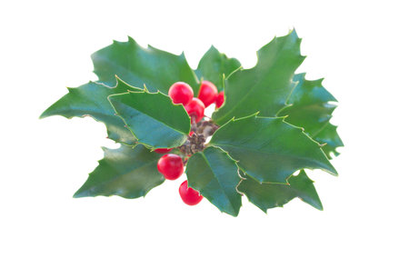 Holly branchの写真素材