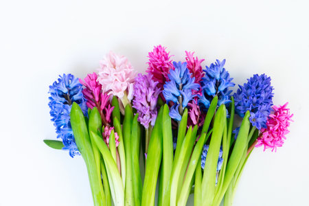 wedding or mothers day background, bouquet of Hyacinth flowers over plain backgroundの写真素材