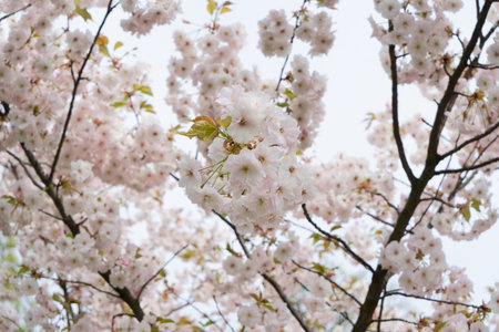 Sakura cherry tree blossoming tree close up, pink cloud of flowersの写真素材