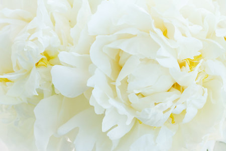 Bouquet of fresh white peony flowers macro backgroundの写真素材