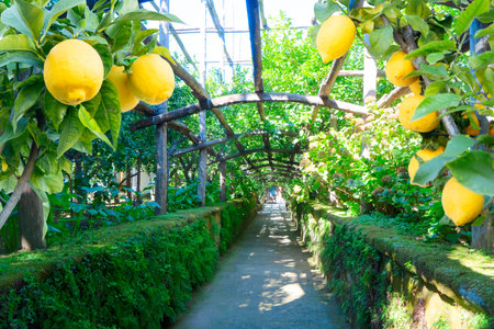 hanging Lemon Fruits in Lemon garden of Sorrento at summerの写真素材