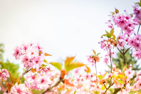 Cherry tree blossoming tree close up, pink cloud of flowers, copy space on sky