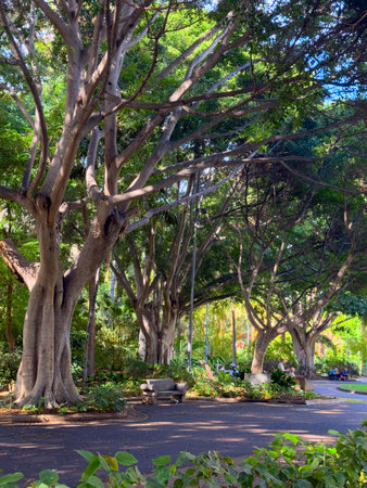 Sunlit tropical garden path lined with towering palm trees and lush foliage, Santa Cruz de Tenerifeの写真素材
