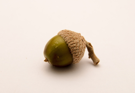 Acorn on a white back backgroundの写真素材