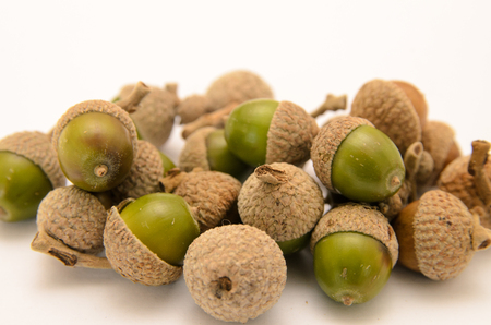 Acorns on a white back backgroundの写真素材