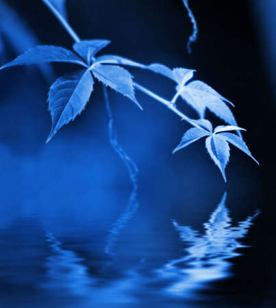 Green leaves reflected in rendered waterの写真素材
