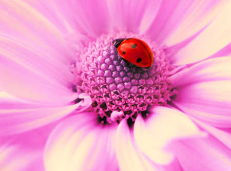 Small ladybug sleeping on flower's petalsの写真素材