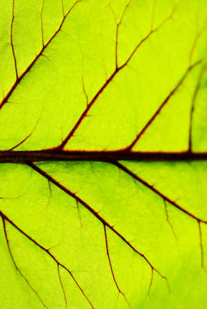 Leaf texture