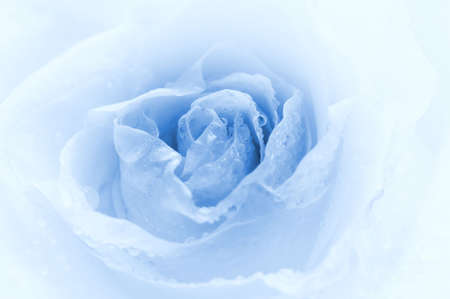 Close-up shot of a rose bud with water drops on petals (toned in blue)の写真素材