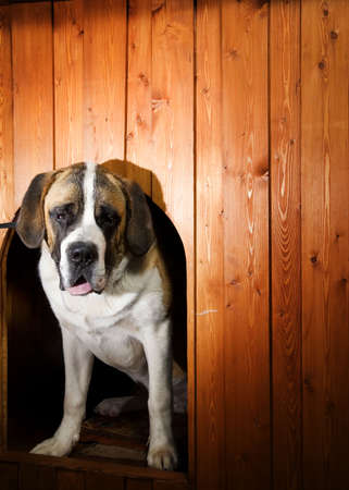 Beautiful St. Bernard dog in a doghouseの写真素材