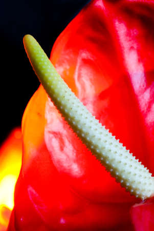 Close-up shot of exotic flowerの写真素材
