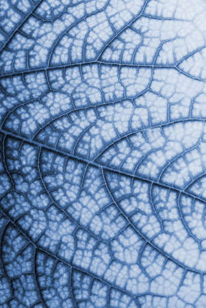 Leaf texture toned in blueの写真素材
