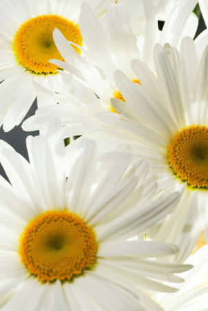 Daisy backgroundの写真素材