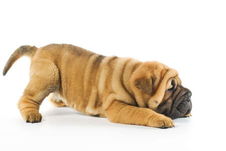 Funny sharpei puppy isolated on white background (studio shot)の写真素材