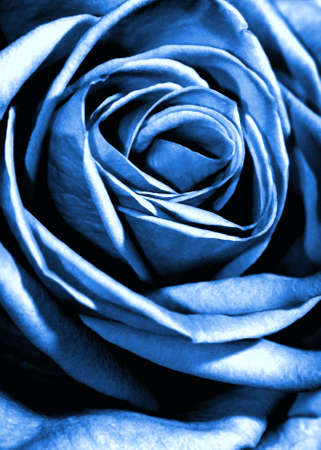 Blue rose close-up shotの写真素材