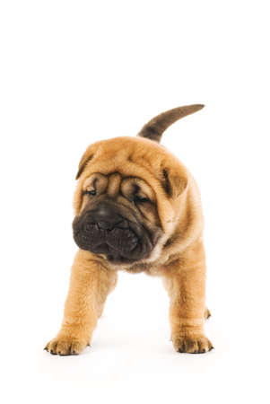 Funny sharpei puppy isolated on white background (studio shot)の写真素材