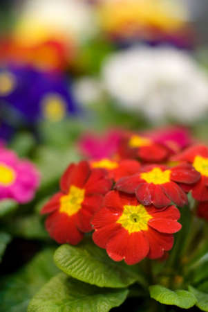 Beautiful flowers close-up shot (shallow DoF)の写真素材