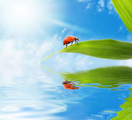 Ladybug sitting on a green leaf reflected in rendered waterの写真素材