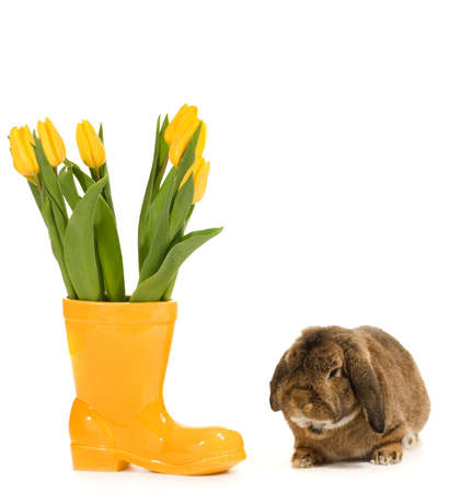 Rabbit and vase with fresh tulips on white backgroundの写真素材
