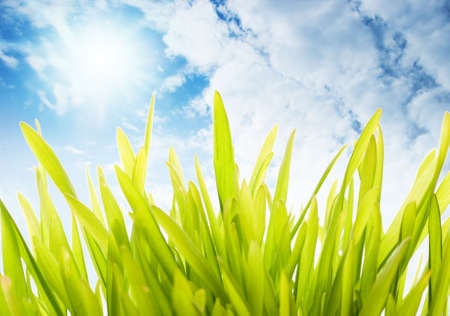 Fresh green grass over cloudy sky