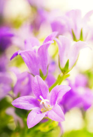 Beautiful pink flowersの写真素材